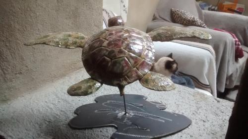 Tortue danielle2